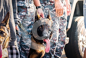 Soldiers from the K-9 unit demonstrations to attack the enemy , the green lawns. learn the human language. Dogs can follow orders