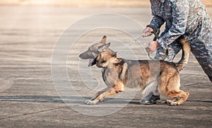 Soldiers from the  K-9 unit demonstrations to attack the enemy photo