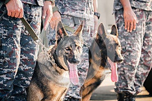 Soldiers from the K-9 unit demonstrations to attack the enemy , the green lawns. learn the human language. Dogs can follow orders photo