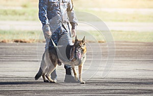 Soldiers from the  K-9 unit demonstrations to attack the enemy , the green lawns photo