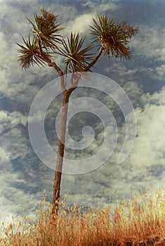 A sole cabbage tree growing on a hillside in New Zealand