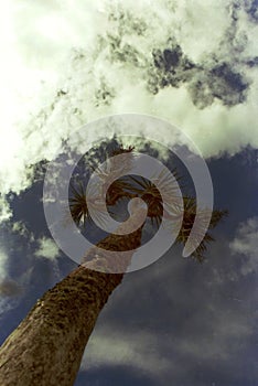 A sole cabbage tree growing on a hillside in New Zealand