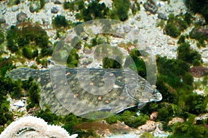 Sole fish