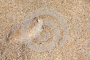 Sole fish on the sand bottom