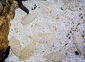 Sole fish on the sand