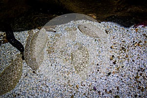 Sole fish on the sand