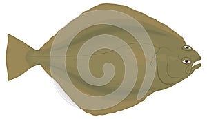 sole fish vector illustration transparent background