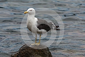 A sole gull floating at the Conceicao Lagoon, in Florianopolis, Brazil