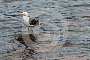 A sole gull floating at the Conceicao Lagoon, in Florianopolis, Brazil