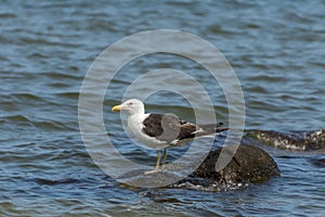 A sole gull floating at the Conceicao Lagoon, in Florianopolis, Brazil