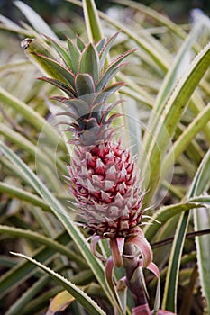 Sole Pineapple on the stalk