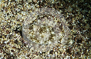 SOLE solea solea, ADULT CAMOUFLAGED ON MIXED GRAVEL SEABED, FRANCE photo