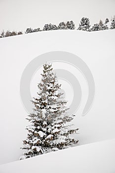 Sole tree at the Fluela Pass Strasse, Davos Switzerland