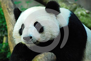 A solemn panda bear
