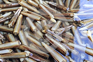 Solen (bamboo razor)