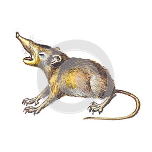 Solenodon