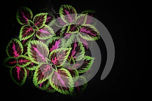 Solenostemon, commonly known as Coleus the most darkish pink coleus leaves,leafs as a beautiful wallpaper, closeup,Close up of