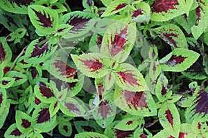 Solenostemon Plant background