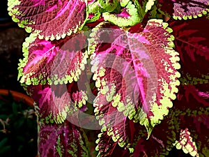 Solenostemon plant leaves-2