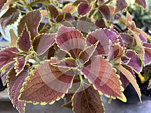 Solenostemon scutellaides plants in nature garden