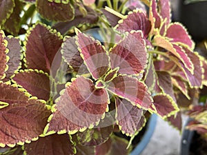 Solenostemon scutellaides plants in nature garden