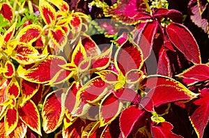 Solenostemon scutellarioides