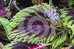 Solenostemon scutellarioides `Dragon Black