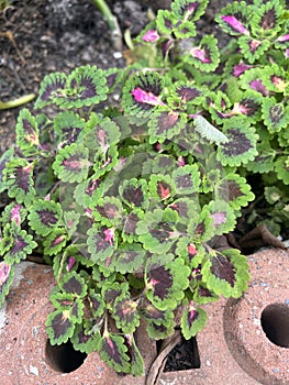 Solenostemon scutellarioides plant in nature garden