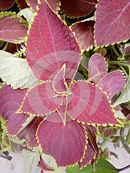 Solenostemon tree colourful for home garden