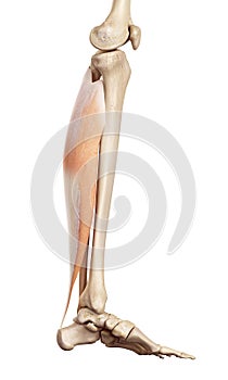 The soleus