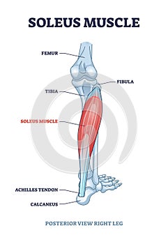 Soleus muscle with anatomical leg bones skeletal structure outline diagram