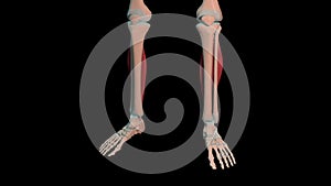 Soleus muscles full rotation loop