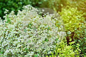 Soleyroliya-a beautiful herbaceous perennial with small leaves on long shoots. Gelksina, Helksina. Soleirolia Gaudich