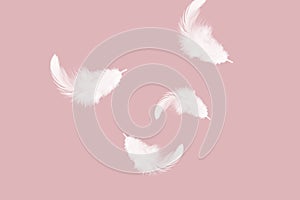 Solf fluffy white feathers falling down in the air