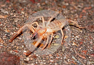 Solfugid
