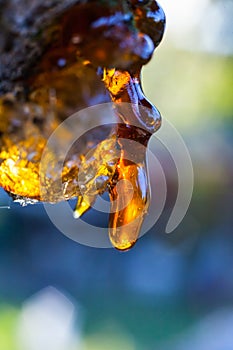 Solid amber resin drops on a cherry tree trunk.
