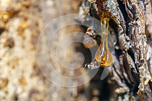 Solid amber resin drops on a tree trunk.