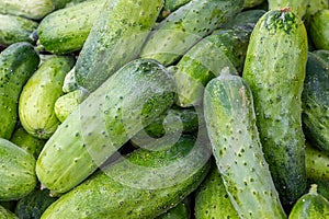 Solid background of fresh ripe and natural cucumbers