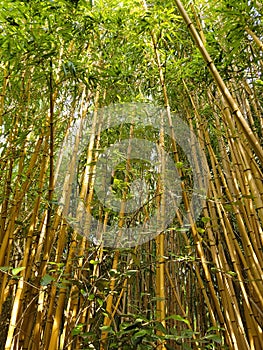 Solid bamboo thickets. Wall of reed and bamboo