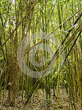 Solid bamboo thickets. Wall of reed and bamboo