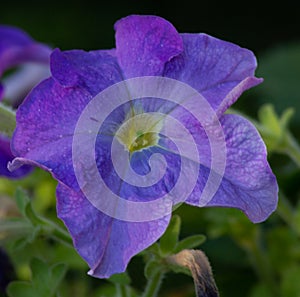 Solid Blue Petunia