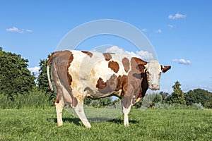 Solid brown and white dairy cow standing upright in a pasture, fully in focus, blue sky, on green grass in a meadow