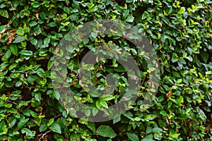 Solid green vegetation. Grass and leaves in wild garden