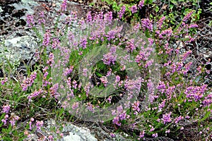 Solid heather in the mountains