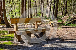 Solid oak wood bench at the edge of a coniferous forest