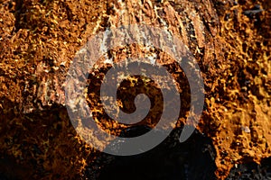 Solid outgrowth birch tree texture