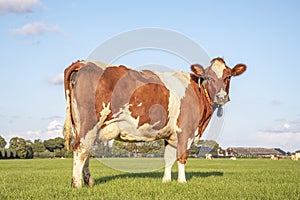 Solid red brown dairy cow in a meadow, fully in focus, blue sky, green grass in a meadow