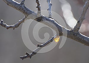 Solid resin flowing on a tree trunk