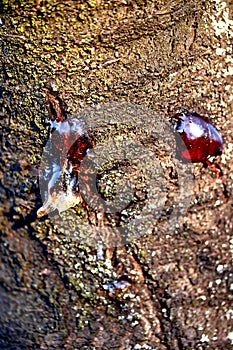 solid resin frozen sticky juice on the bark of a tree trunk