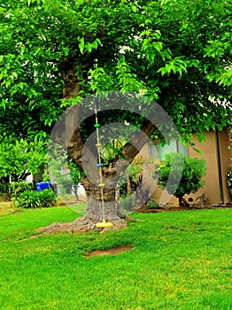 Solid thick tree with foliage in a house front yard with a colorful child's swing